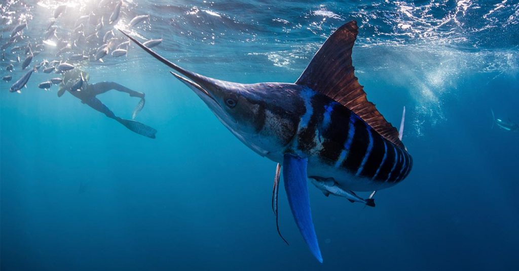 striped marlin hunting mackerel and sardines